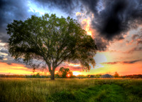 Trees and more trees