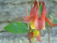 Just Flowers